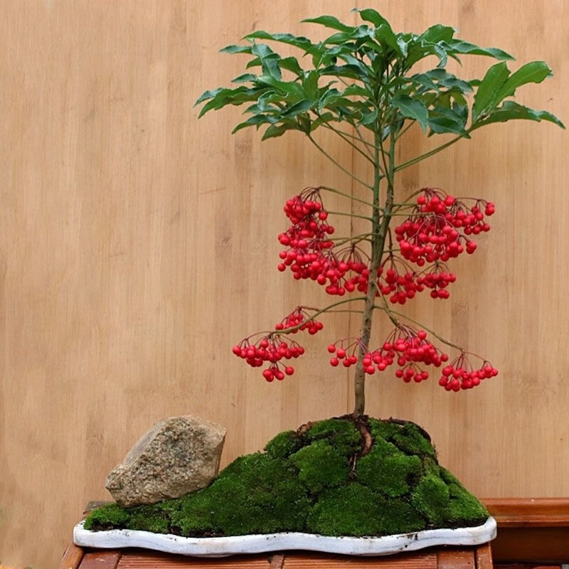 黄金万两 富贵子盆栽 室内客厅植物绿植盆栽盆景年宵花卉 黄金万两原