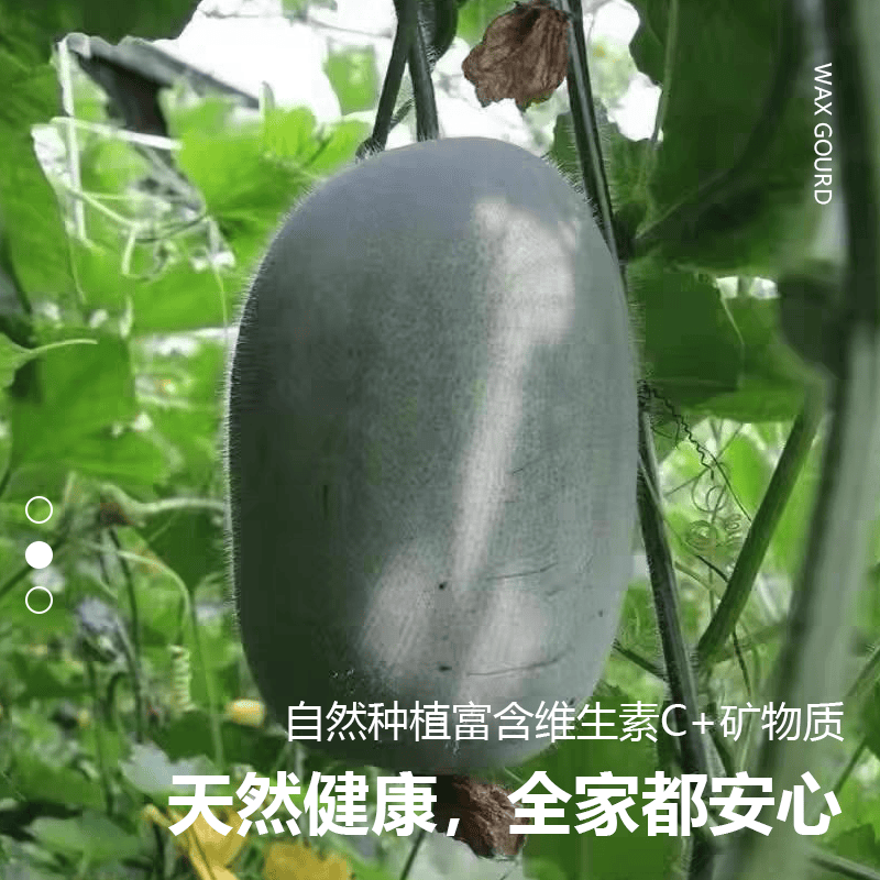 莎凰河南小冬瓜 新鲜现摘蔬菜迷你水果冬瓜 火锅煲汤炒菜产地直发 6斤 净重6斤-7斤
