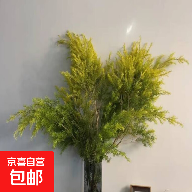 云南基地直发玫瑰鲜花全国速递配女友生日礼物家用水养插京东快递 随机千层金1扎（3-5枝）