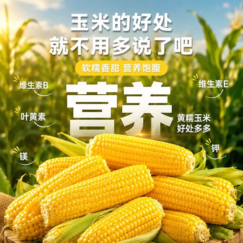 佟小满新鲜东北黄糯玉米棒甜苞米轻食代餐真空包装农科院推荐根茎类粗粮 整根黄糯玉米10棒 单根150-180g