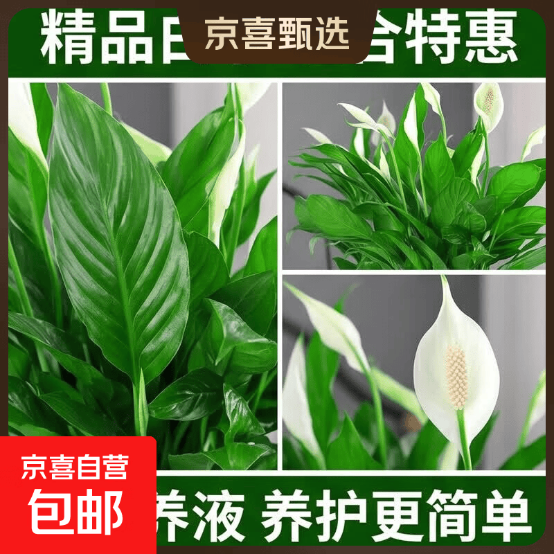 白掌盆栽一帆风顺绿植水培植物红掌花卉室内带花好养四季开花鲜花 【带花发货】精品白掌3株（简易盆）+营养液 含盆