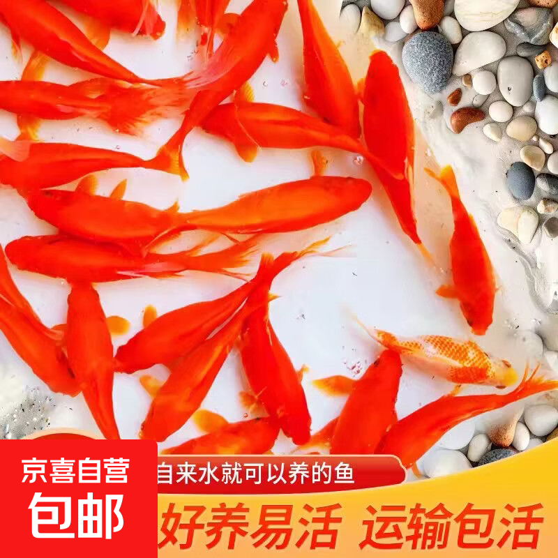 精品大锦鲤鱼活鱼纯种观赏鱼红白昭和大正介子好养耐活淡水鱼 4-6cm小草金一条【闯缸鱼】