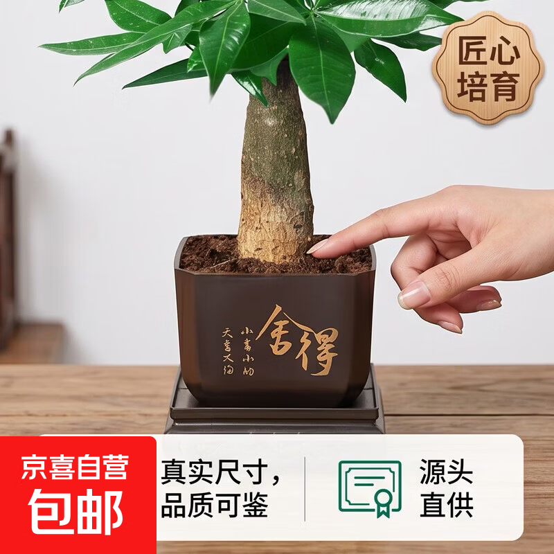 【亏本冲量】发财树盆栽吸甲醛好养活净化空气办公室花卉桌面绿植 单杆发财树+塑料四方舍得盆 整体高度约15-25cm，花盆直径约8cm