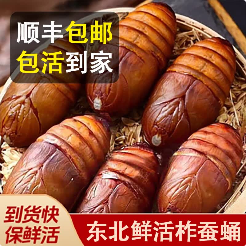 品吉味蚕蛹  东北特产柞蚕蛹  鲜活大体蝉蛹黄黑蚕蛹500g  活体茧蛹 A级大黄蚕蛹一斤【4-5cm】