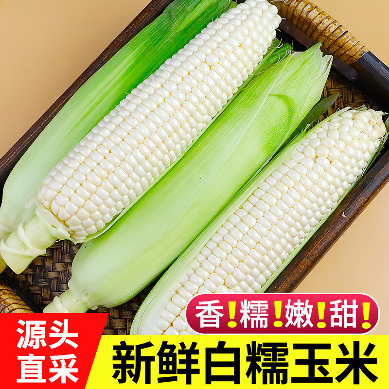 中鲜生白糯玉米新鲜玉米 单果200g+ 新鲜蔬菜甜玉米 源头直发包邮 净重5斤 【约5-8根】