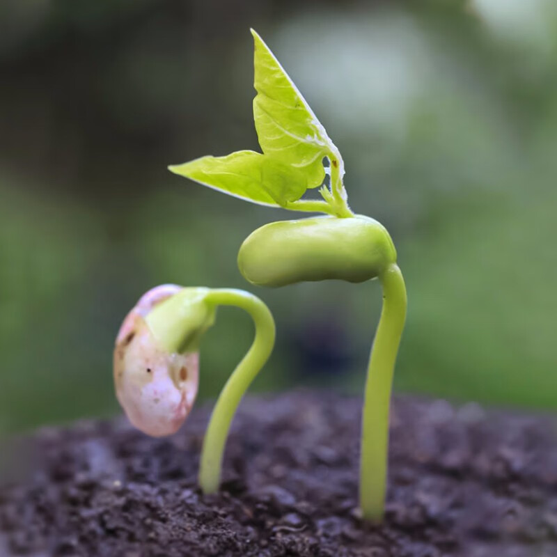 豆种子不搭架四季豆春夏季地豆家庭阳台庭院蔬菜种籽菜籽 无架豆幼苗