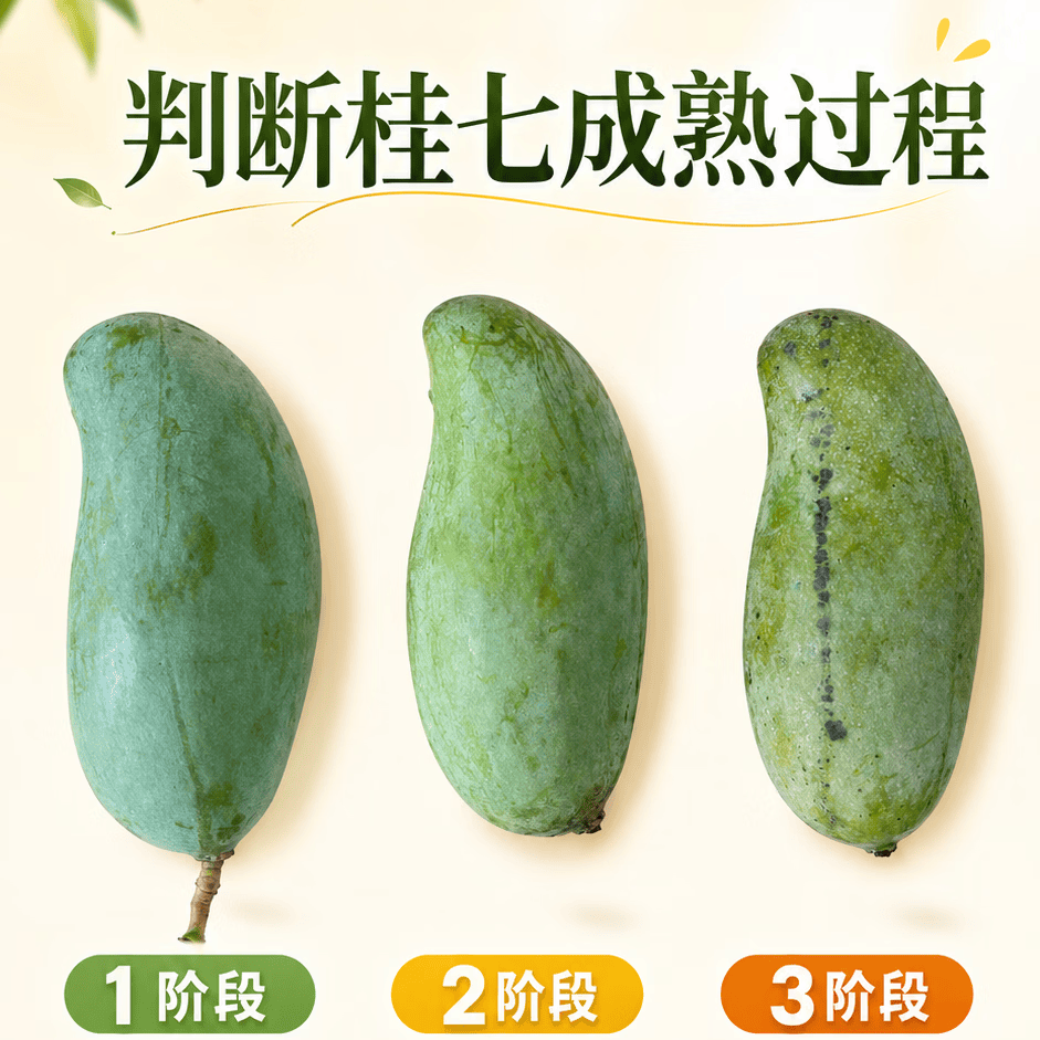 鲜宝道广西桂七芒果新鲜热带应季水果 当季甜心TG1 5斤桂七芒单果100-200克净重4.5斤