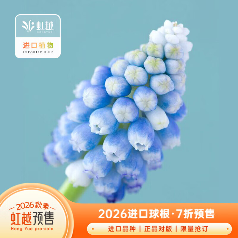 虹越（HONGYUE）2026新品葡萄风信子种球荷兰进口球根盆栽地栽球根花卉预售 【进口种球*5球】海洋的魔法（球周长9-10cm）