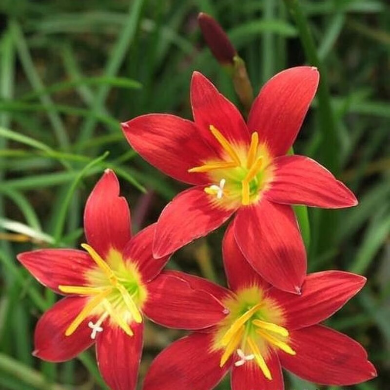 左家花园 风雨兰种球夏秋季开花重瓣四季庭院阳台盆栽花卉新手可种易