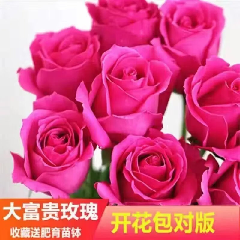 花苗盆栽室内外客厅四季开花地载老桩大花浓香花卉阳台月季花 大富贵