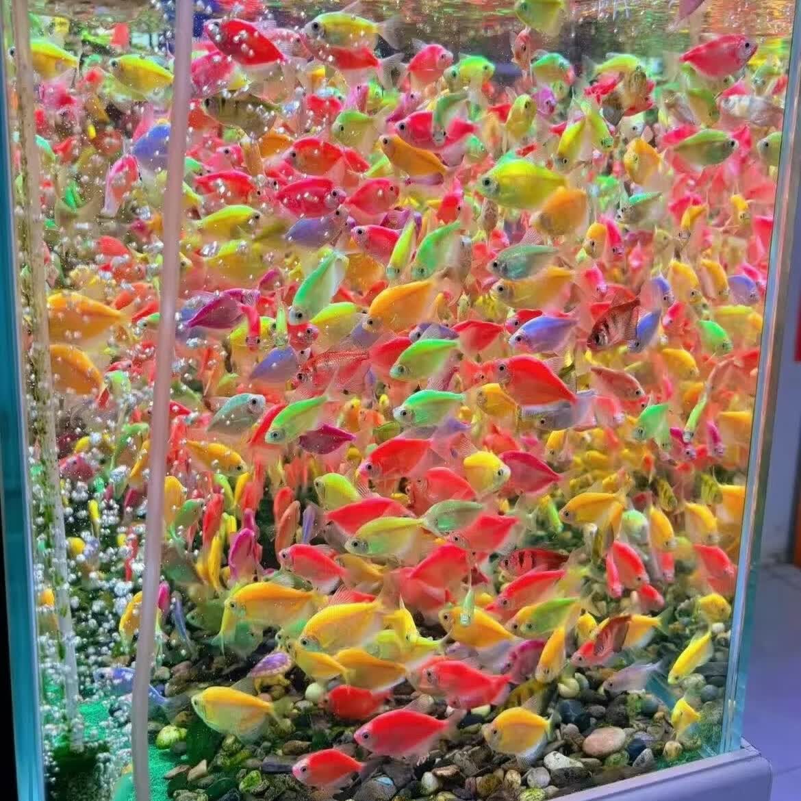 【正宗彩色天使鱼】小型观赏鱼宠物活鱼淡水鱼新手小鱼混养孔雀鱼 精选天使鱼10条 【推荐20cm缸】 【中通驿站自取】-送饲料