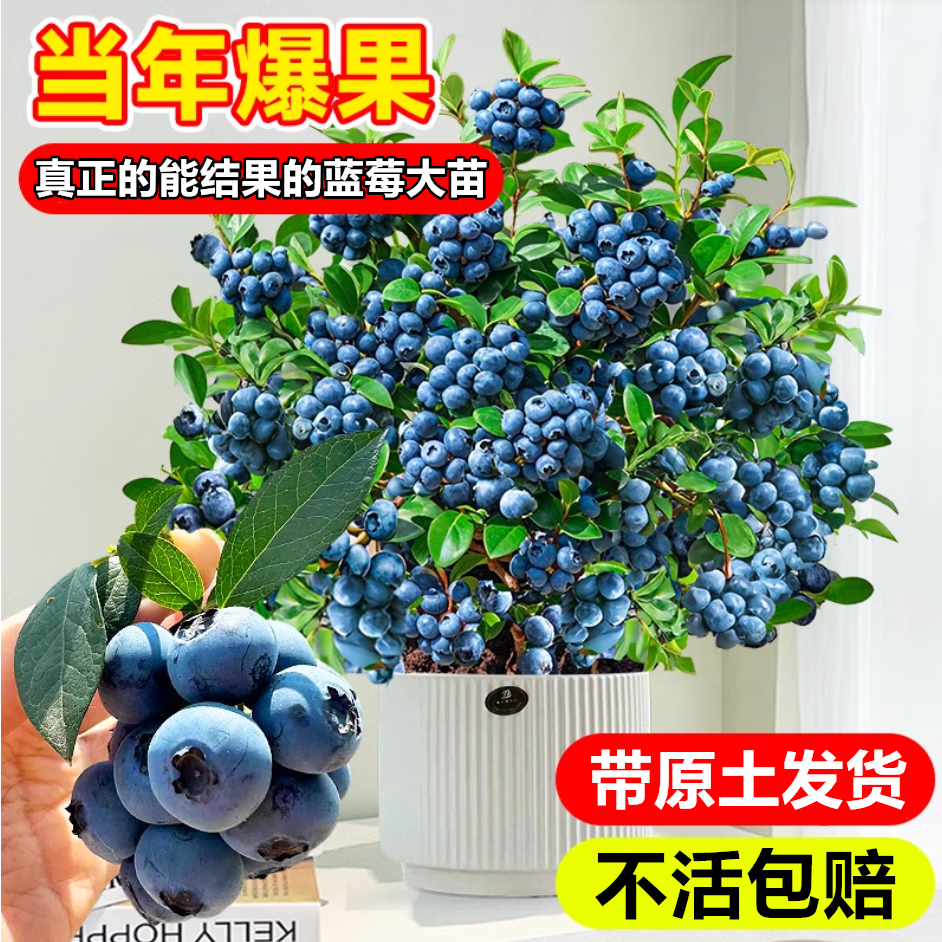 欧悟新品种L25蓝莓树苗带原土蓝莓树盆栽地栽果树苗室内耐寒南北方种 L25蓝莓【高度40-50CM】含原土
