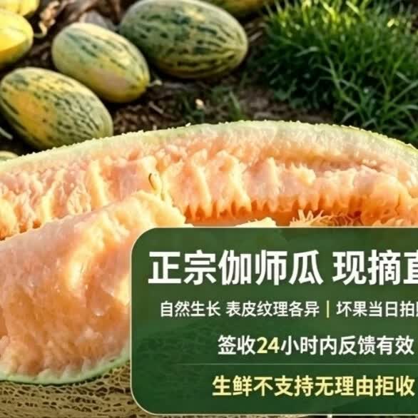新疆伽师县八六王伽师瓜 产地现摘现发脆甜网纹甜瓜当季新鲜水果 13-16斤顺丰发货