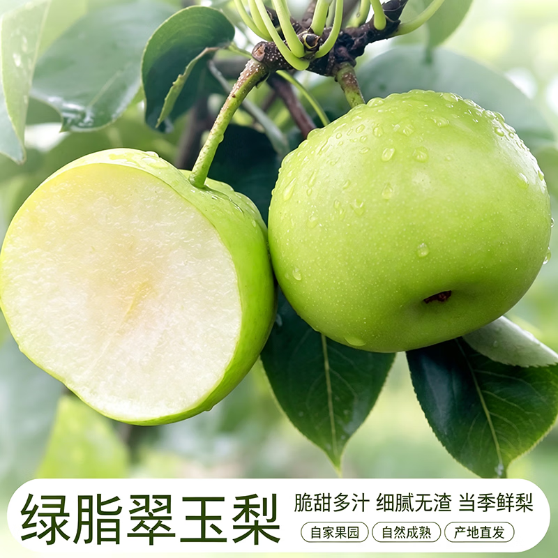 北森南屿[顺丰包邮]广元头茬绿脂翠玉梨青皮梨子当季水果新鲜整箱酥脆 3斤小果彩箱装（单果约100-200g） 京东折扣/优惠券