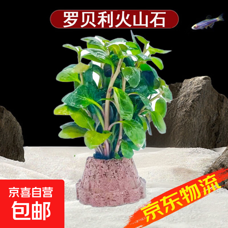 火山石水草植物鱼缸造景专用水培阴性蜈蚣草绿菊真草增氧绿植摆件 罗贝利火山石