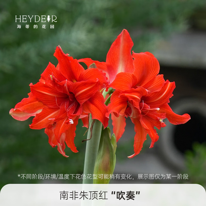 海蒂的花园旗舰店南非朱顶红进口重瓣种球室内阳台球根花卉植物保证对版种球 南非朱顶红吹奏20/22【26年新球】 12+
