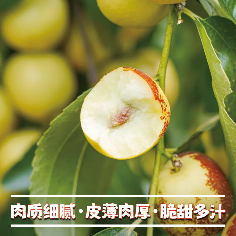 异果恋冬枣新鲜脆枣 山西运城牛奶冬枣现摘现发水果礼盒装整箱 3斤装 普通快递