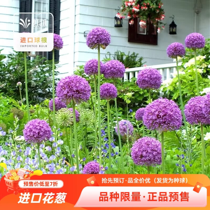 虹越（HONGYUE）2026新品进口大花葱种球裸球盆栽地栽多年生球根花卉预售 【进口花葱*1球】大使（球周长20-24cm）