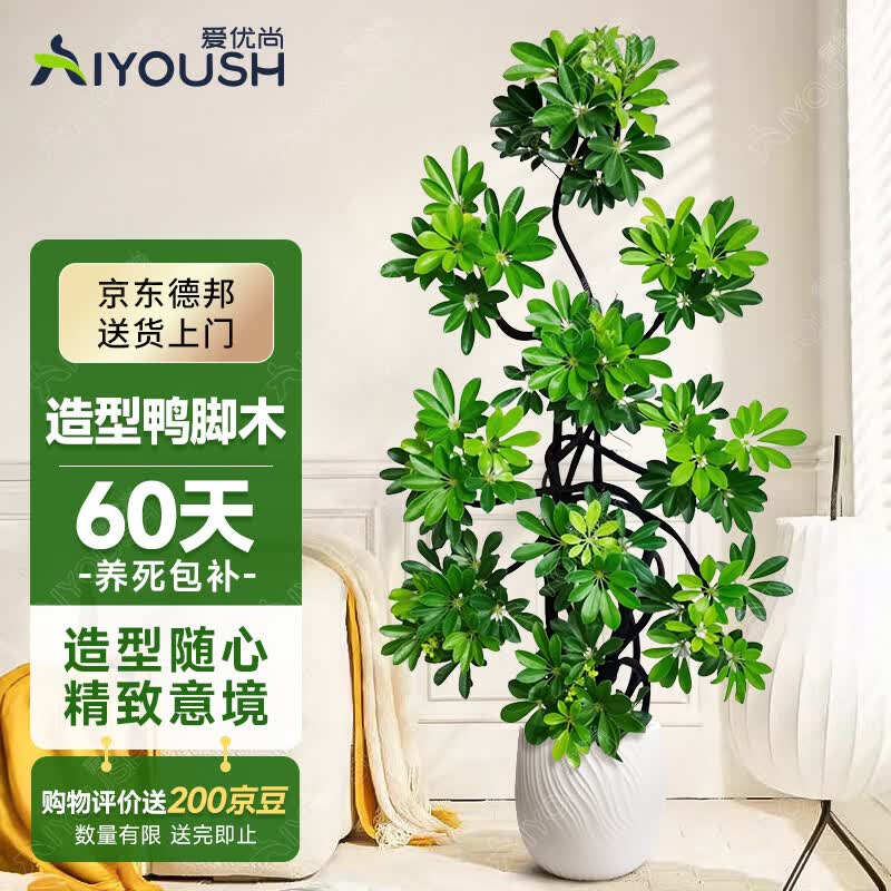 爱优尚造型鸭脚木客厅大盆栽室内鸭掌木八方来财落地大型植物源头直发