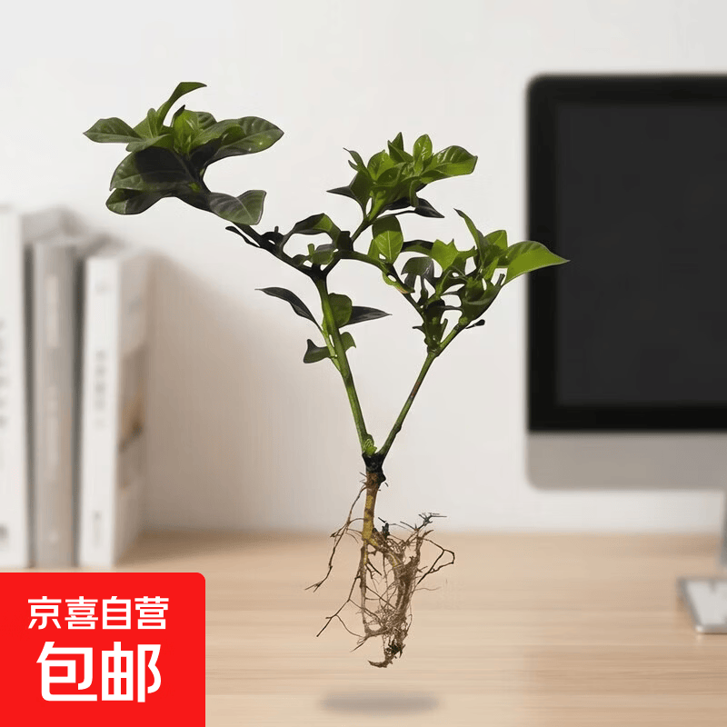 浓香型大盆牡丹栀子花四季开花卉绿植室内桌面盆栽净化空气吸甲醛 裸根试种1苗（不带盆） 高度20-25cm冠幅10cm