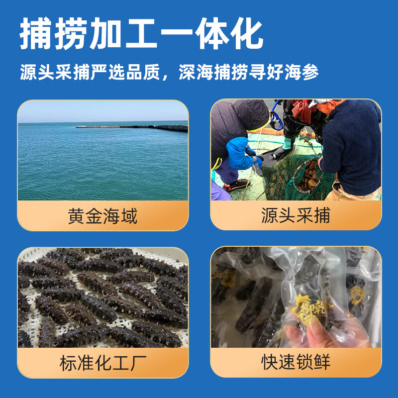 御乾荟大连海参生鲜即食海参固形物超80%海鲜食材海参滋补礼盒9-12头 5斤【礼盒版】