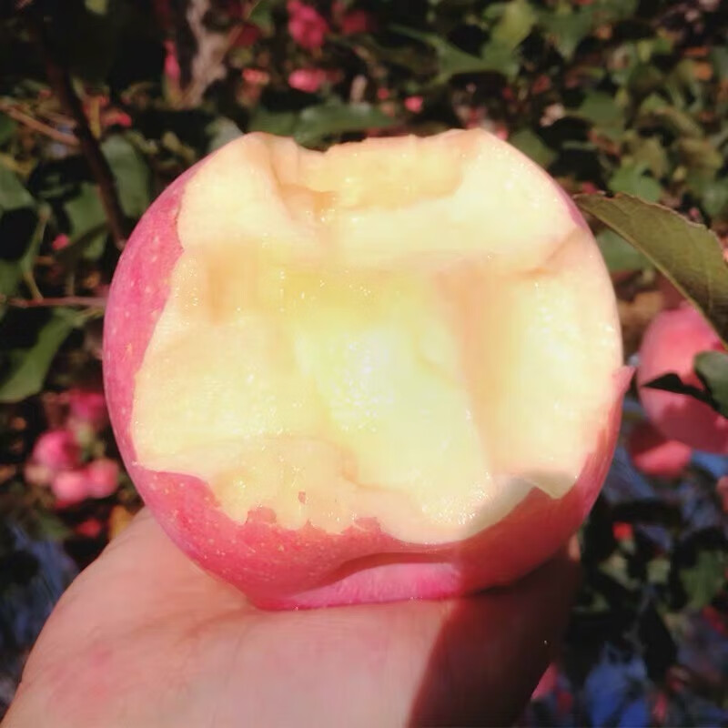 果迎鲜苹果 陕西红富士苹果 新鲜水果 红富士 净果4.5斤整箱5斤