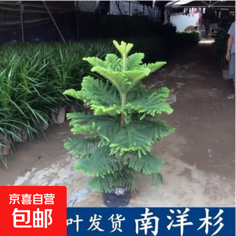 南洋松南洋杉澳洲杉树苗圣诞树网红植物花卉盆景绿植盆栽四季 强壮有劲南洋杉1.8米-1.9米一棵 不含盆
