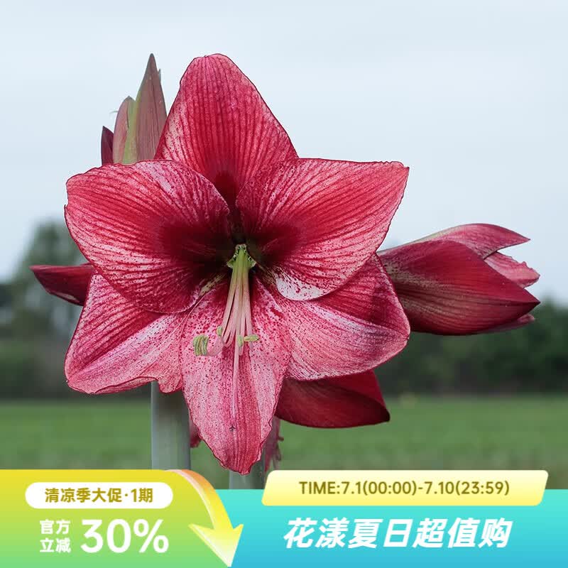 虹越（HONGYUE）进口朱顶红种球秘鲁朱裸球 阳台花园地栽盆栽多年生球根花卉 【进口球】启示（28/30）