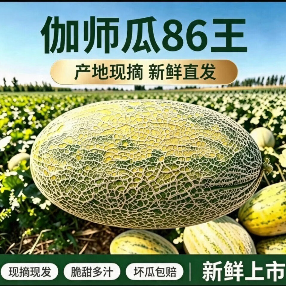 新疆伽师县八六王伽师瓜 产地现摘现发脆甜网纹甜瓜当季新鲜水果 13-16斤顺丰发货