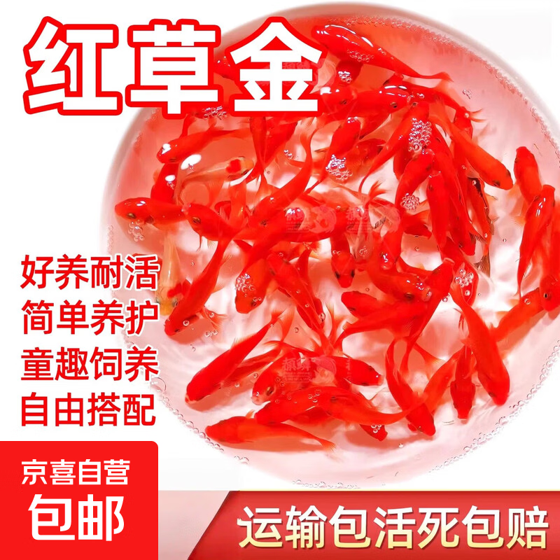 【新年必买红红火火】红白草金观赏鱼活鱼红草金鱼淡水鱼好养耐活 4-6cm买10条送10条