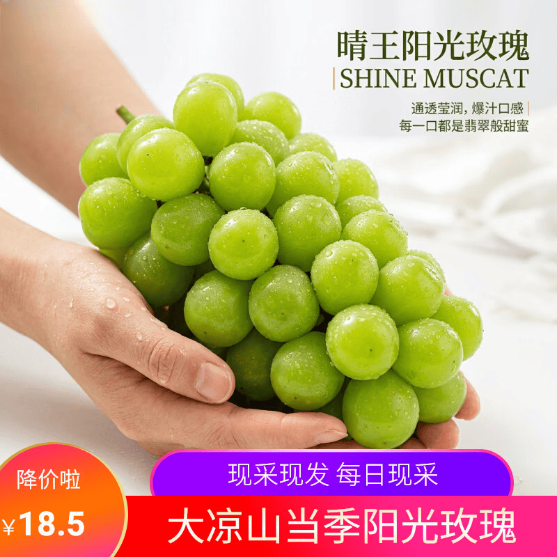 四川大凉山阳光玫瑰葡萄脆甜无仔新鲜水果现采现发非整串发货 5斤特大果阳光玫瑰