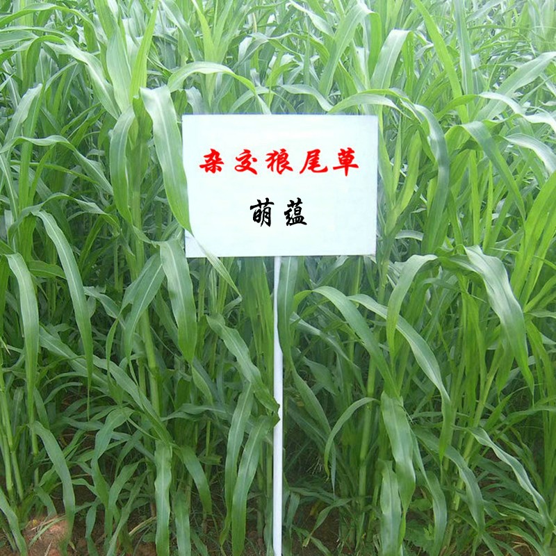 进口牧草种子四季多年生黑麦草紫花苜蓿草籽菊苣草种墨西哥玉米草种子