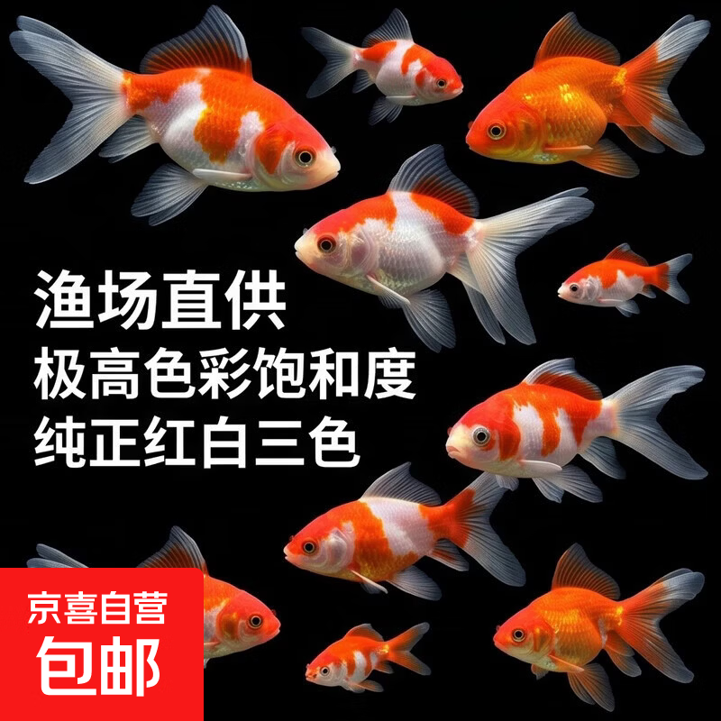 纯种日本锦鲤高档冷水淡水观赏金鱼红白三色丹顶渔场直销现捞现发 4-6cm草金一条 21-25cm