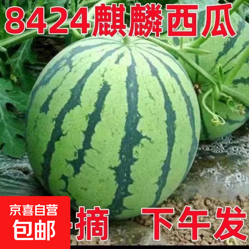 麒麟有籽西瓜水果新鲜西瓜8424美都薄皮脆甜可口西瓜水果麒麟瓜5 5-6斤