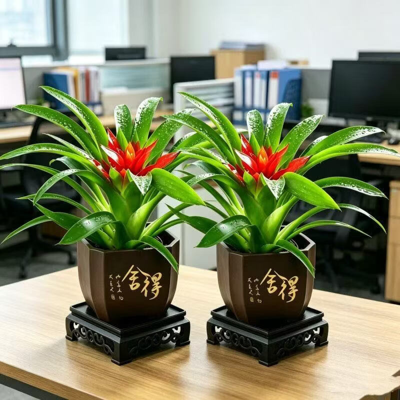 【花仙子】鸿运当头带花小红星花卉室内客厅植物办公室净化空气A 2盆鸿运当头(舍得盆配地垫) 带盆(盆直径9cm/整高20-25cm)