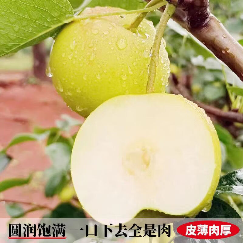 格沃斯(GEWOSI)云南丁香梨蜂糖梨小个纯甜应季新款水果批发梨子超市水果生鲜 丁香梨中果1斤装