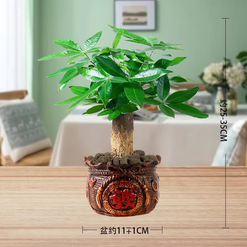 花知态发财树盆栽室内客厅桌面绿植小盆景大发财树苗招财树吸甲醛植物