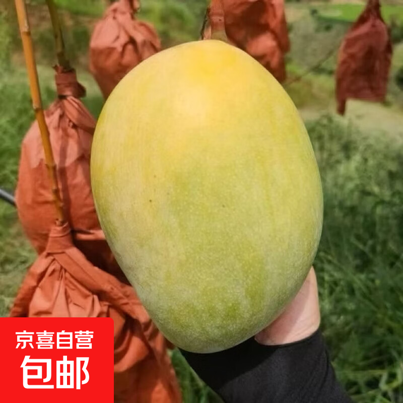 四川攀枝花凯特芒 青黄皮 新鲜正宗当季水果青现摘产地京东包邮 【带箱特大果5斤】净重4.5斤 单果600g+｜