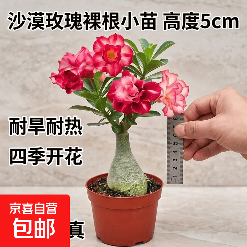 优质沙漠玫瑰花苗盆栽四季花卉绿植物老桩室内阳台小盆景开花不断 多色 沙漠玫瑰裸根小苗1颗 高度5cm
