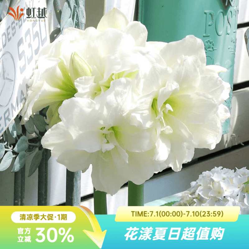 虹越（HONGYUE）进口南非朱顶红种球裸球 阳台花园地栽盆栽多年生球根花卉 【进口球】阿弗雷(20/22)