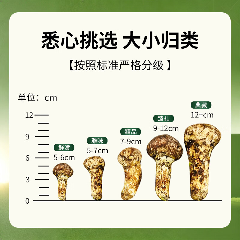云创岳品香格里拉新鲜松茸菌子蘑菇出口级未开伞松茸礼盒团购顺丰冷链空运 出口级未开伞5-6cm 255g