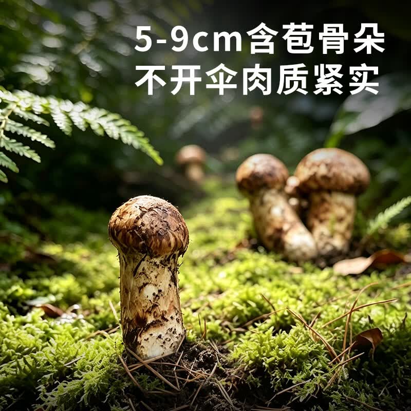 云创岳品香格里拉新鲜松茸菌子蘑菇出口级未开伞松茸礼盒团购顺丰冷链空运 出口级未开伞5-6cm 255g