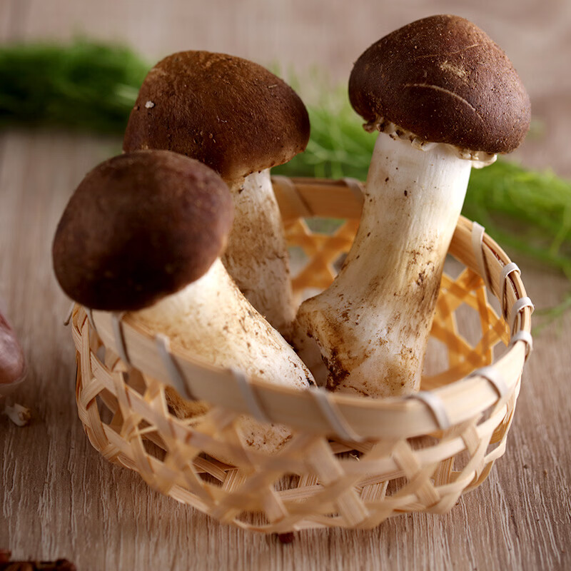 食菌纪新鲜菌菇现采炖汤煲汤火锅食材时令蘑菇京东生鲜发货 新鲜赤松茸 1000g(250g/盒*4)