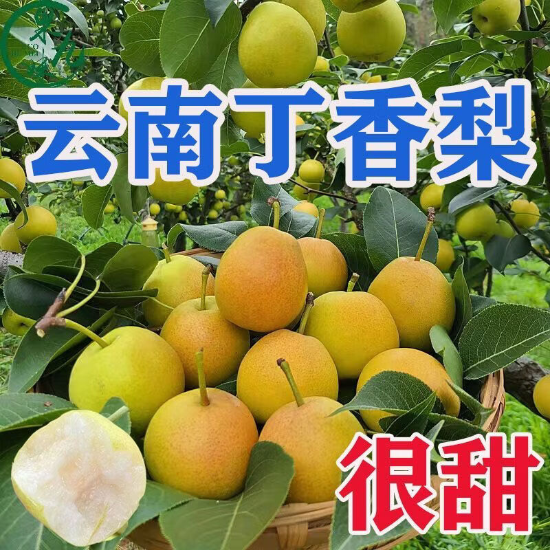 格沃斯(GEWOSI)云南丁香梨蜂糖梨小个纯甜应季新款水果批发梨子超市水果生鲜 丁香梨中果1斤装