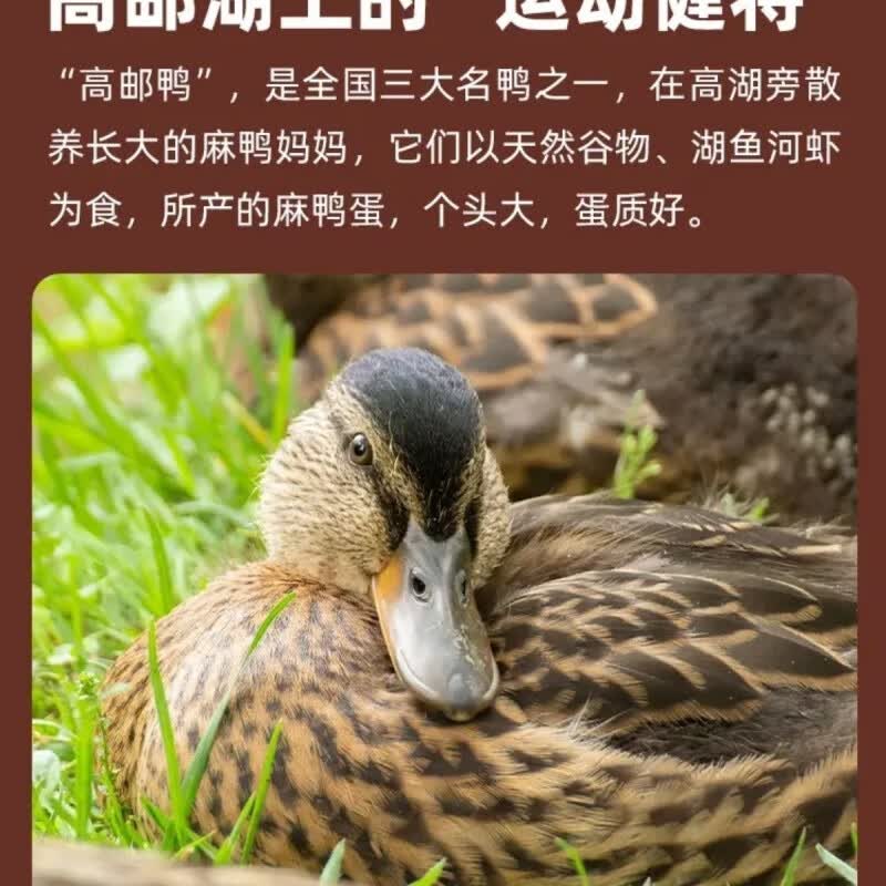 食怀【喷喷香】荟尚咸鸭蛋高邮熟咸鸭蛋420克/盒(6枚)流油拌面凉菜 【喷喷香】荟尚咸鸭蛋高邮熟咸鸭