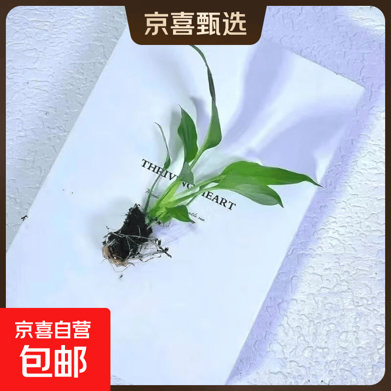 一帆风顺年宵花卉绿植物盆栽水培白掌室内客厅摆放耐寒冷净化空气 白掌裸根小苗【1颗装】