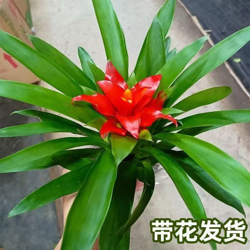 【花仙子】鸿运当头带花小红星花卉室内客厅植物办公室净化空气A 2盆鸿运当头(舍得盆配地垫) 带盆(盆直径9cm/整高20-25cm)