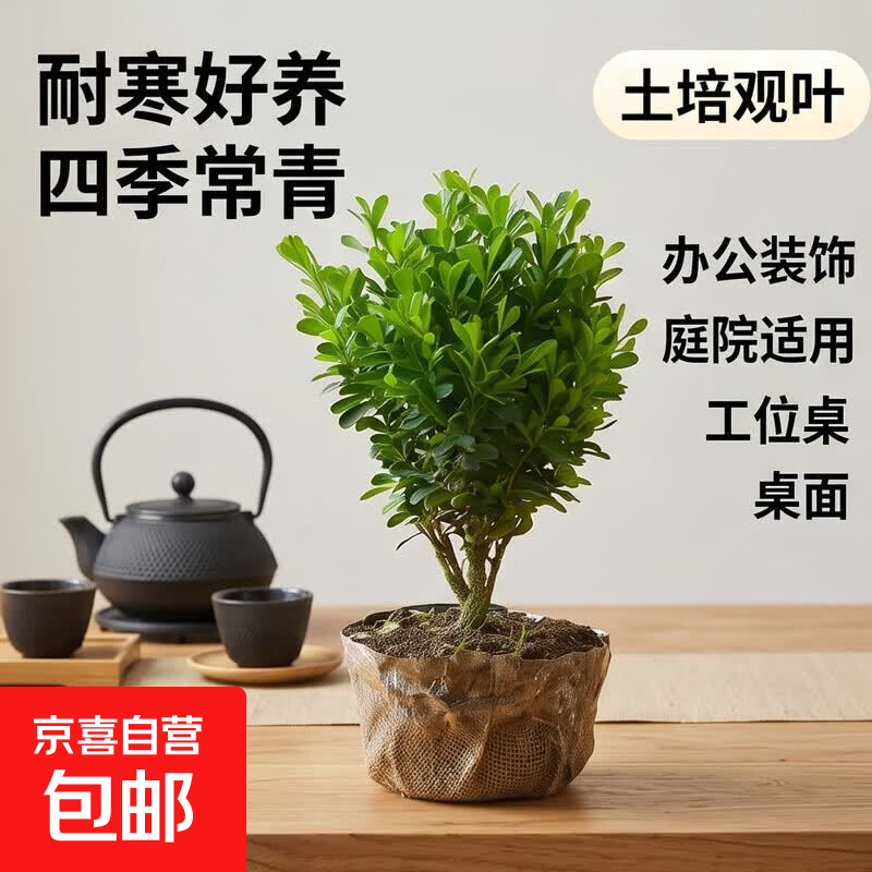 迩英阁黄杨盆景耐寒办公室内盆栽四季常青好养客厅花卉庭院树苗桌 黄杨盆栽35厘米高 不含盆  根部带土球发货  包成活