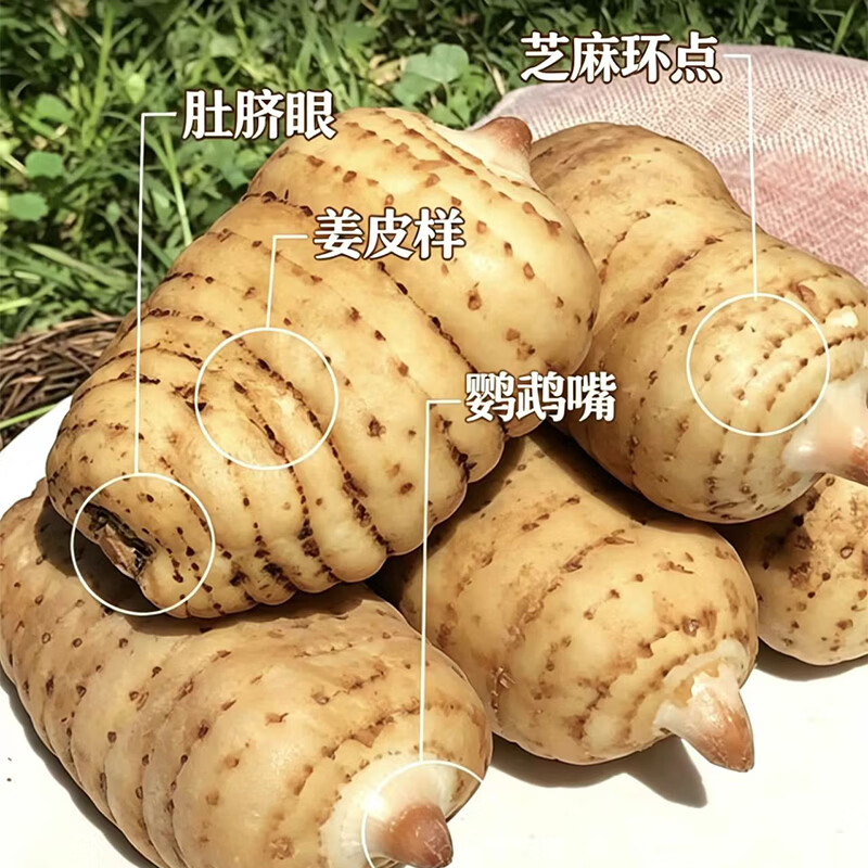 云南昭通小草坝新鲜天麻 高原天麻现挖 源头直发包邮 【特大果3斤礼盒】 2-3个/斤  1500g*1箱 精选特级麻