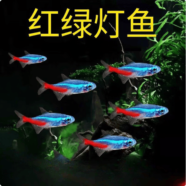 宠小侠热带观赏活鱼好养宝莲灯斑马淡水金鱼苗天使孔雀小型红绿灯科小鱼 红绿灯2-2.5cm【6条】